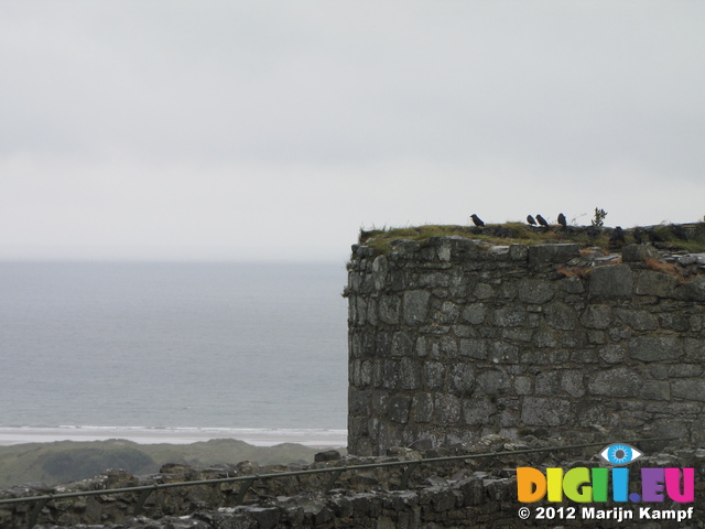SX23734 Ravens on tower Harlech Castle